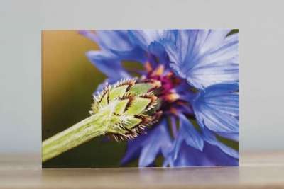 Cornflower - Photographic Greeting Card